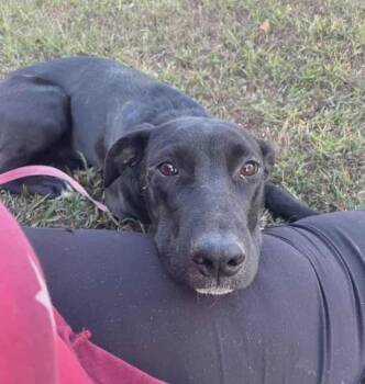 Rescue Black Labrador Retriever Dogs for Adoption in West Plains, Missouri - Halo | PetCurious