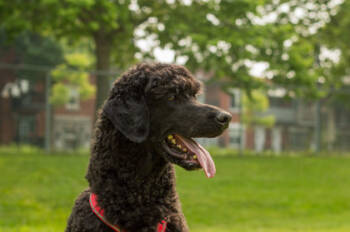 Rescue Mixed Breed Dogs for Adoption in Montreal, Quebec - Ricardo | PetCurious