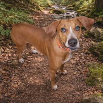 Gus -  Rhodesian Ridgeback and Hound Dog for Adoption in Philippi, West Virginia - Gus | PetCurious