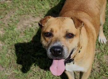 Bill -  Staffordshire Bull Terrier and Boxer Dog for Adoption in Willis, Texas - Bill | PetCurious