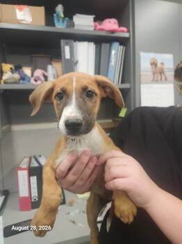 Jane -  Mixed Breed Dog for Adoption in Sapulpa, Oklahoma - Jane | PetCurious