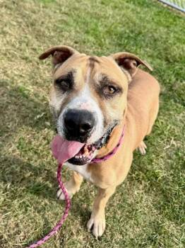 Rescue Staffordshire Bull Terrier and Mixed Breed Dogs for Adoption in Louisville, Kentucky - STRING CHEESE | PetCurious