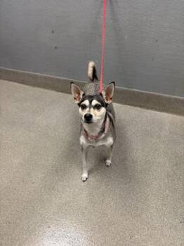 CIRI -  Siberian Husky and Chihuahua Dog for Adoption in Las Vegas, Nevada - CIRI | PetCurious