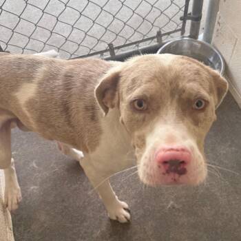 Salami -  Pit Bull Terrier and Catahoula Leopard Dog Dog for Adoption in Jacksonville, Arkansas - Salami | PetCurious
