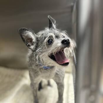 Gattis -  Terrier Dog for Adoption in Austell, Georgia - Gattis | PetCurious