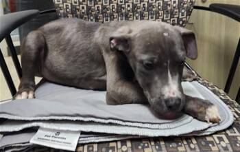 Pit Bull Terrier Dogs Available for Adoption in Plano, Texas - Swayze A217359 | PetCurious