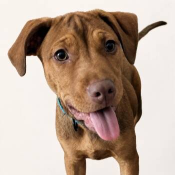 MAPLE -  Labrador Retriever Dog for Adoption in Largo, Florida - MAPLE | PetCurious