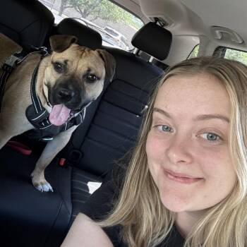 Widget -  Pit Bull Terrier and Mixed Breed Dog for Adoption in Nashville, Tennessee - Widget | PetCurious