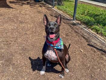 LOUIE -  Pit Bull Terrier Dog for Adoption in Tustin, California - LOUIE | PetCurious