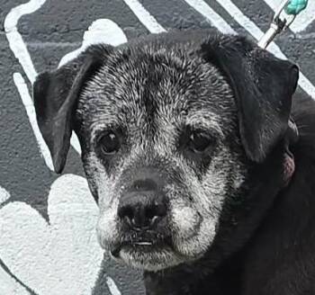 Labrador Retriever Dogs Available for Adoption - Leah | PetCurious