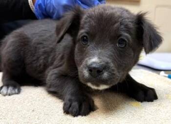 Shepherd and Mixed Breed Dogs Available for Adoption - Eli | PetCurious