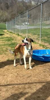 Terrier and Mixed Breed Dogs Available for Adoption - Honey | PetCurious