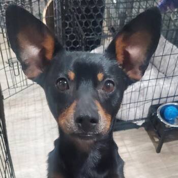 Miniature Pinscher Dogs Available for Adoption in Chino Hills, California - Ruffles - Chino Hills Location | PetCurious