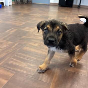Cheerio -  Mixed Breed Dog for Adoption in Roxboro, North Carolina - Cheerio | PetCurious