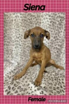 Siena -  Labrador Retriever Dog for Adoption in Manchester, Connecticut - Siena | PetCurious