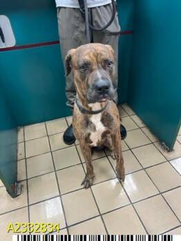 Mixed Breed Dogs Available for Adoption in West Palm Beach, Florida - BUSTER | PetCurious