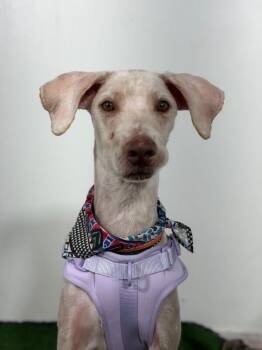 Captain Morgan-One of our Amazing Rescue Dogs -  Labradoodle and Poodle Dog for Adoption in Carlsbad, California - Captain Morgan-One Of Our Amazing Rescue Dogs | PetCurious