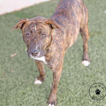 Smoothie -  Terrier and Mixed Breed Dog for Adoption in Abilene, Texas - Smoothie | PetCurious
