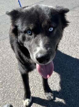 Rescue Husky Dogs for Adoption in Victorville, California - STRAY 3847 HOLD UNTIL 10/17/2025 (B10) | PetCurious