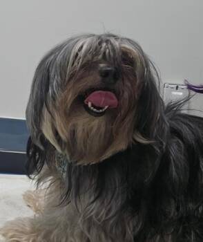 Yorkshire Terrier and Mixed Breed Dogs Available for Adoption in Schenectady, New York - Vaghar | PetCurious
