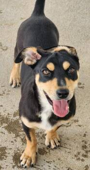 Ae Ae -  Cattle Dog and Labrador Retriever Dog for Adoption in Fort Lupton, Colorado - Ae Ae | PetCurious