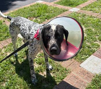 Frankie -  German Shorthaired Pointer Dog for Adoption in Norwalk, Connecticut - Frankie | PetCurious