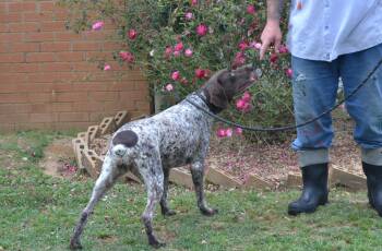 German Shorthaired Pointer Dogs Available for Adoption in Jackson, Louisiana - Cinder | PetCurious