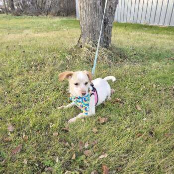 Rescue Dachshund and Terrier Dogs for Adoption in Jamestown, North Dakota - Maple | PetCurious