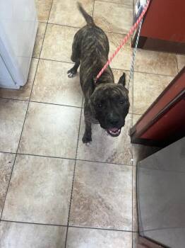 Deer -  Mixed Breed Dog for Adoption in Cincinnati, Ohio - Deer | PetCurious