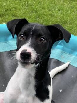 Inky -  Terrier and Italian Greyhound Dog for Adoption in Lake Geneva, Wisconsin - Inky | PetCurious