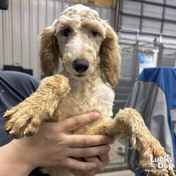 Poodle Dogs Available for Adoption in Washington, District Of Columbia - Lilac | PetCurious