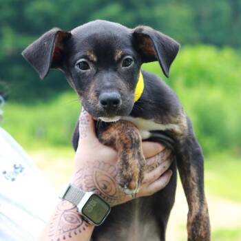CT Jif -  Labrador Retriever and Mixed Breed Dog for Adoption in Stormville, New York - CT Jif | PetCurious