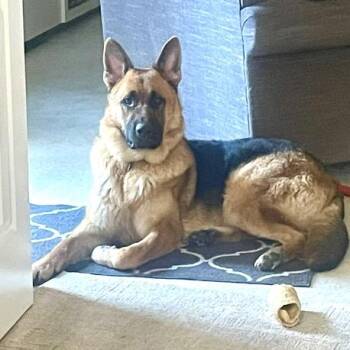 Archer -  German Shepherd Dog Dog for Adoption in Chapel Hill, North Carolina - Archer | PetCurious