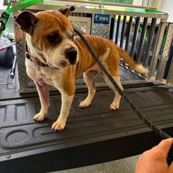 Mo -  Mixed Breed Dog for Adoption - Mo | PetCurious
