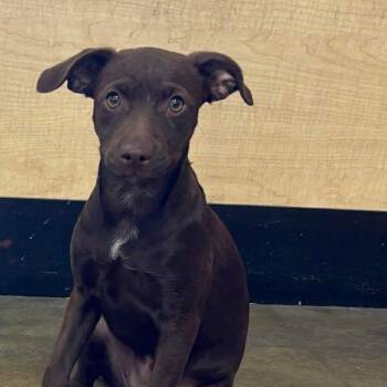 Tootsie OS NV -  Patterdale Terrier Fell Terrier Dog for Adoption in Las Vegas, Nevada - Tootsie OS NV | PetCurious