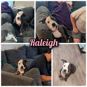 Raleigh -  Mixed Breed and Terrier Dog for Adoption in Bastrop, Texas - Raleigh | PetCurious