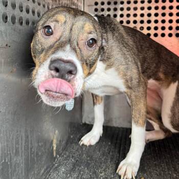 Kioka -  Pit Bull Terrier Dog for Adoption in Birmingham, Alabama - Kioka | PetCurious