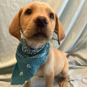 Stills -  Mixed Breed Dog for Adoption in Canal Winchester, Ohio - Stills | PetCurious