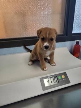 Labrador Retriever and Shepherd Dogs Available for Adoption in Lawrenceville, Georgia - Pen 216 | PetCurious