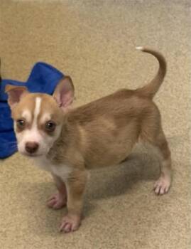 A807296 -  Labrador Retriever Dog for Adoption in San Antonio, Texas - A807296 | PetCurious