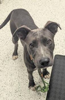 Baker -  Pit Bull Terrier and Mixed Breed Dog for Adoption in Atlanta, Georgia - Baker | PetCurious