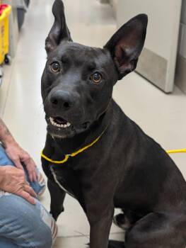 Lucas -  Shepherd and Labrador Retriever Dog for Adoption in Johnson City, Tennessee - Lucas | PetCurious