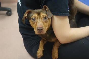 Rescue Mixed Breed Dogs for Adoption in Columbia, South Carolina - CHELSEA | PetCurious