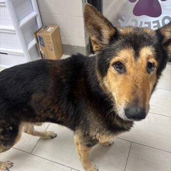 Aturs -  German Shepherd Dog Dog Available for Adoption in Lufkin, Texas - Aturs | PetCurious