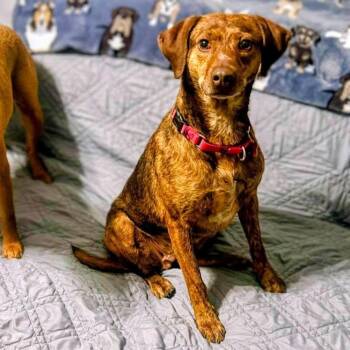 Cocoa -  Coonhound Dog for Adoption in Springfield, Missouri - Cocoa | PetCurious
