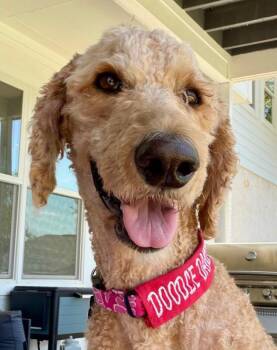 Beckham -  Standard Poodle Dog for Adoption in Garland, Texas - Beckham | PetCurious