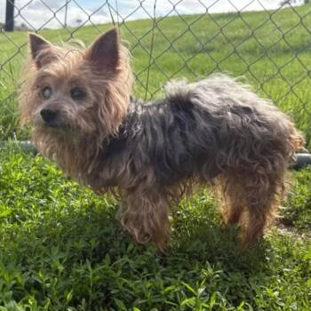 Yorkshire Terrier and Mixed Breed Dogs Available for Adoption in Fairfax, Virginia - Briggs | PetCurious