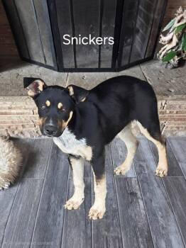 Shepherd Dogs Available for Adoption in Mingus, Texas - Snickers | PetCurious