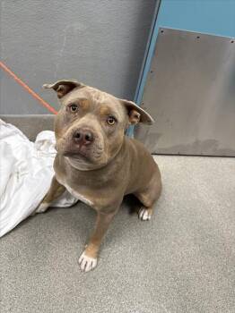 JOSE -  Pit Bull Terrier Dog for Adoption in Las Vegas, Nevada - JOSE | PetCurious