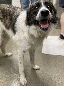 Pumpkin/Willow -  Great Pyrenees and German Shepherd Dog Dog for Adoption in Hopkinsville, Kentucky - Pumpkin/Willow | PetCurious